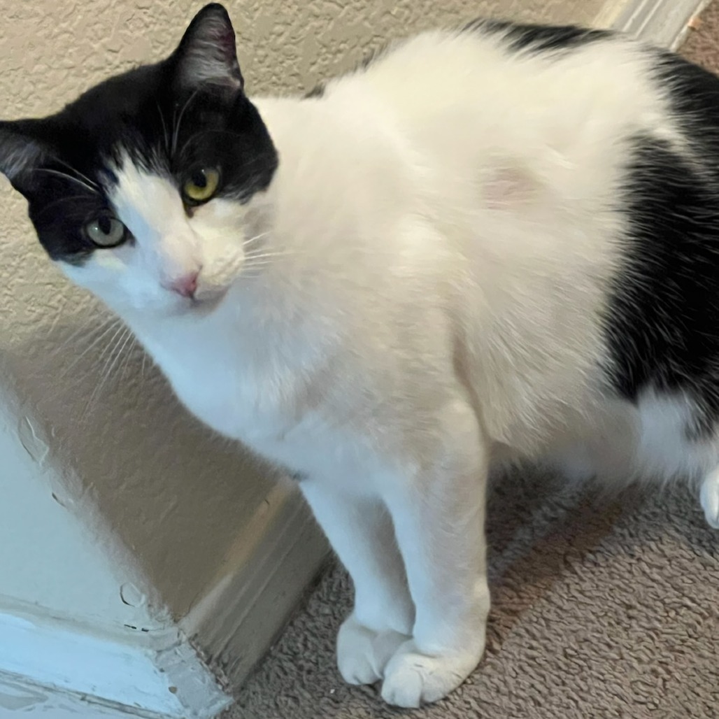 Kevin, an adoptable Domestic Short Hair in Las Vegas, NV, 89146 | Photo Image 2