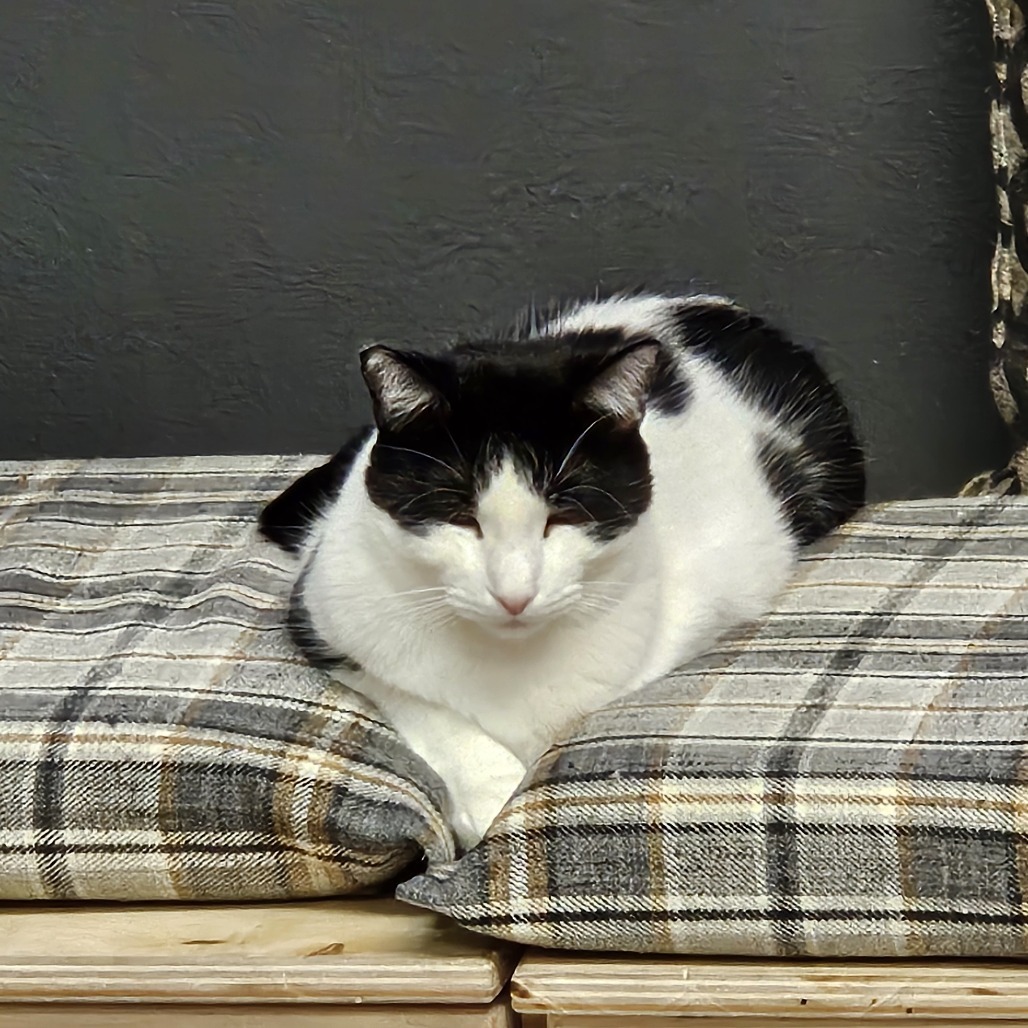 Kevin, an adoptable Domestic Short Hair in Las Vegas, NV, 89146 | Photo Image 4