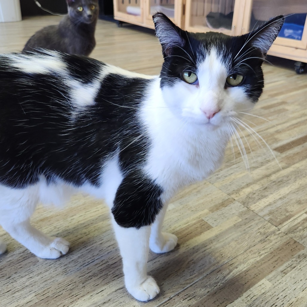 Kevin, an adoptable Domestic Short Hair in Las Vegas, NV, 89146 | Photo Image 5