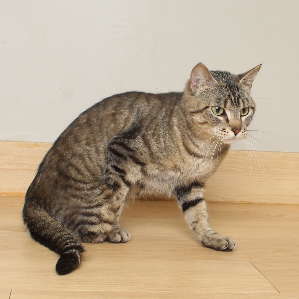 Anya C65560