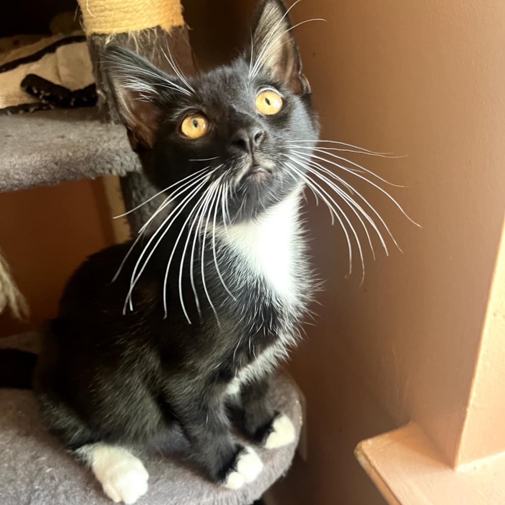 Pandora's kitten - Havoc