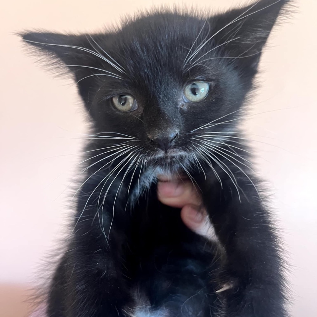Pandora's kitten - Havoc