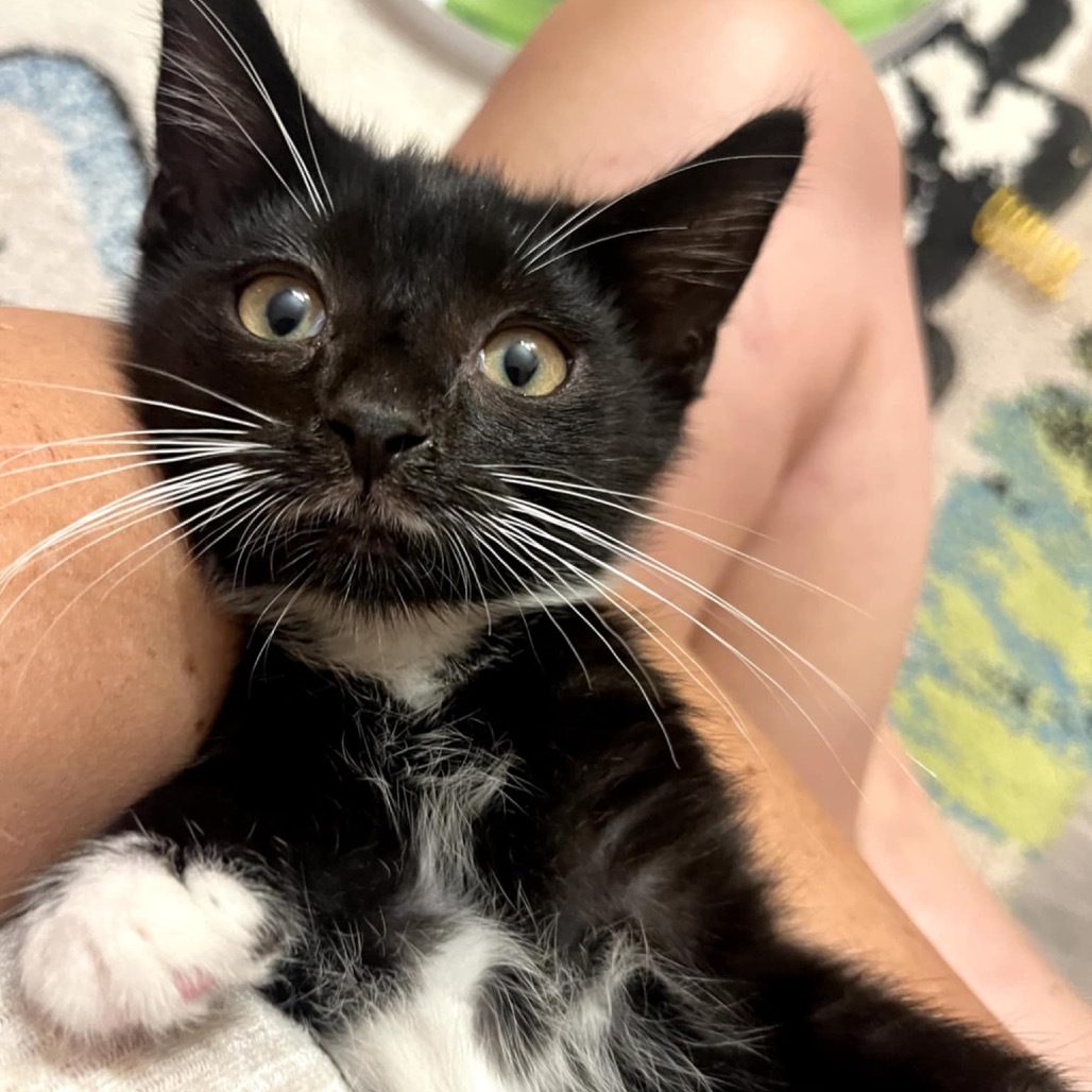 Pandora's kitten - Havoc
