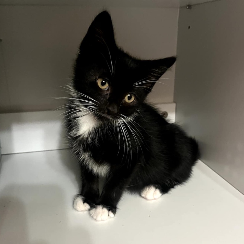 Pandora's kitten - Havoc