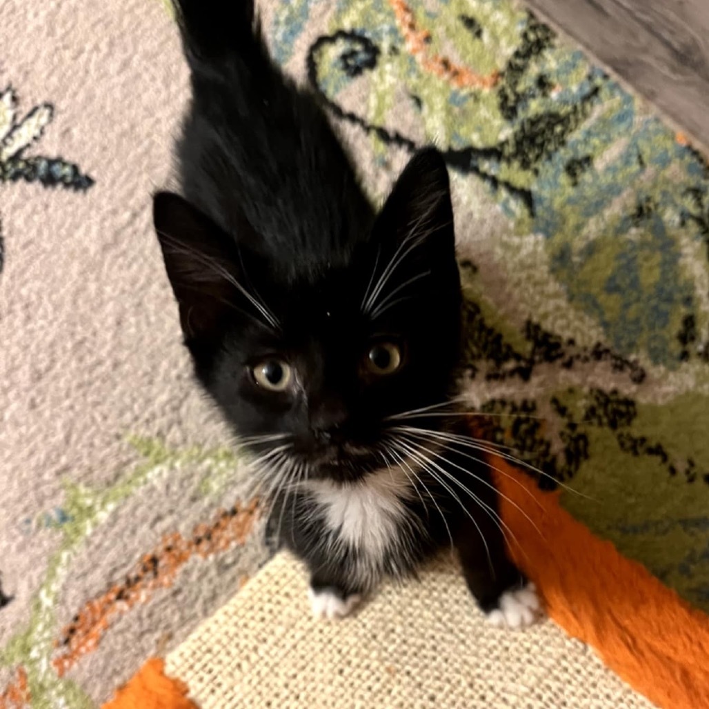 Pandora's kitten - Havoc