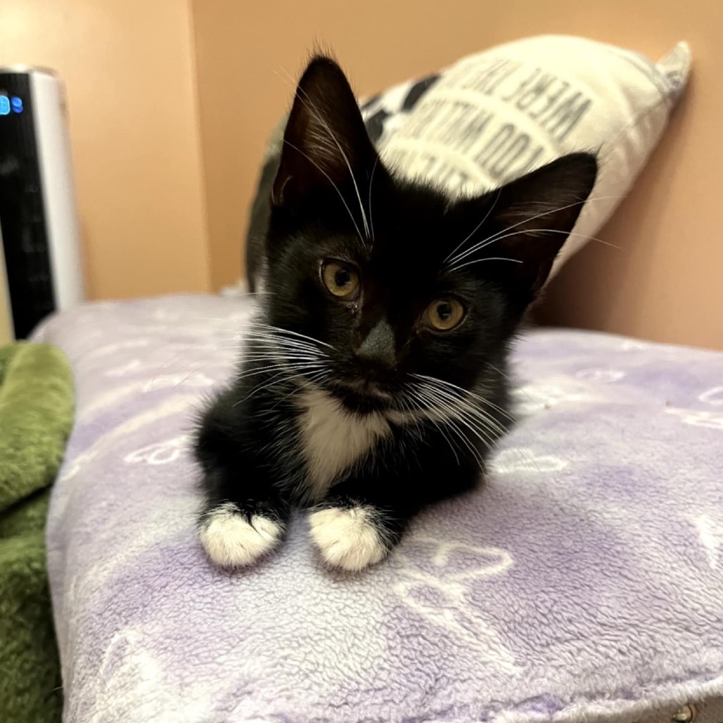 Pandora's kitten - Havoc
