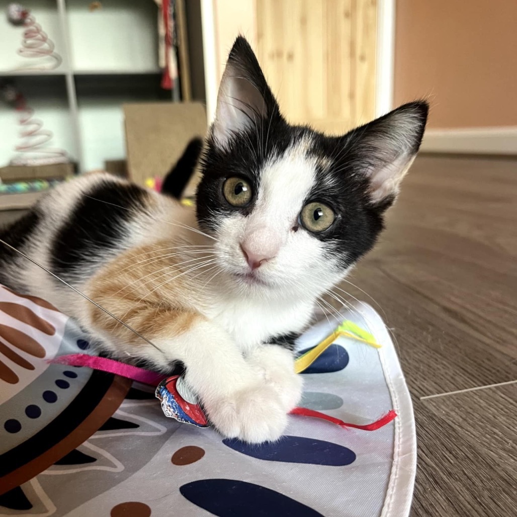 Pandora's kitten - Bliss