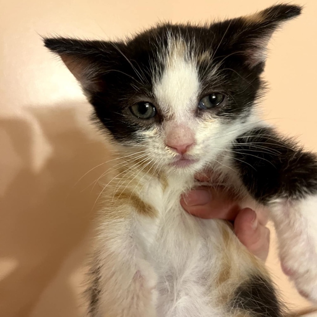 Pandora's kitten - Bliss