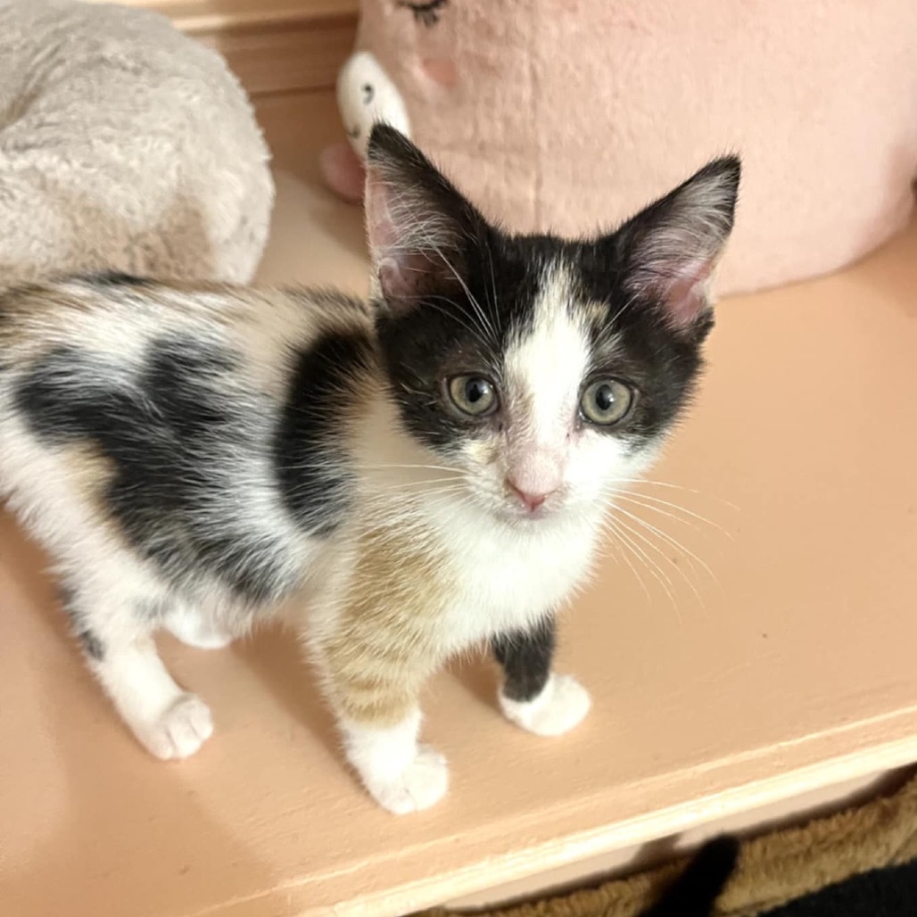 Pandora's kitten - Bliss