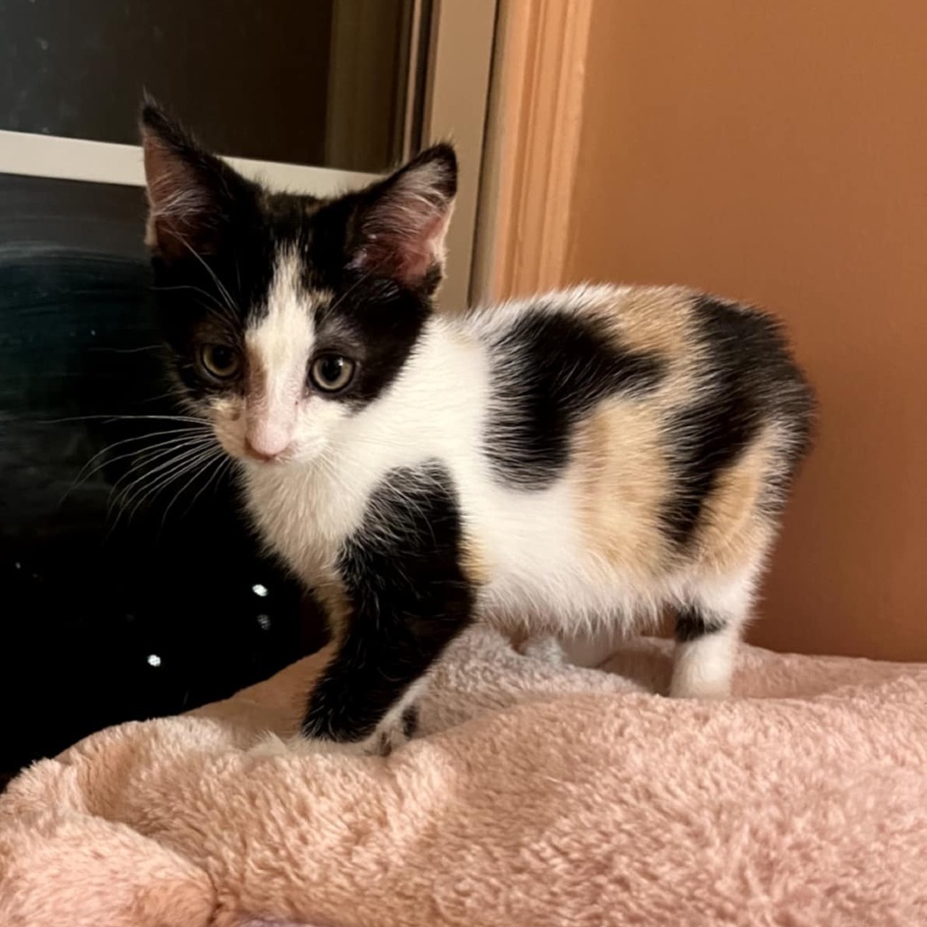 Pandora's kitten - Bliss