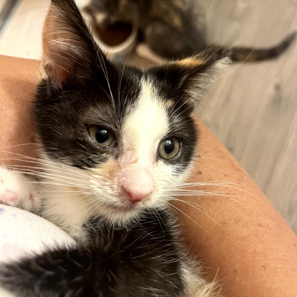 Pandora's kitten - Bliss