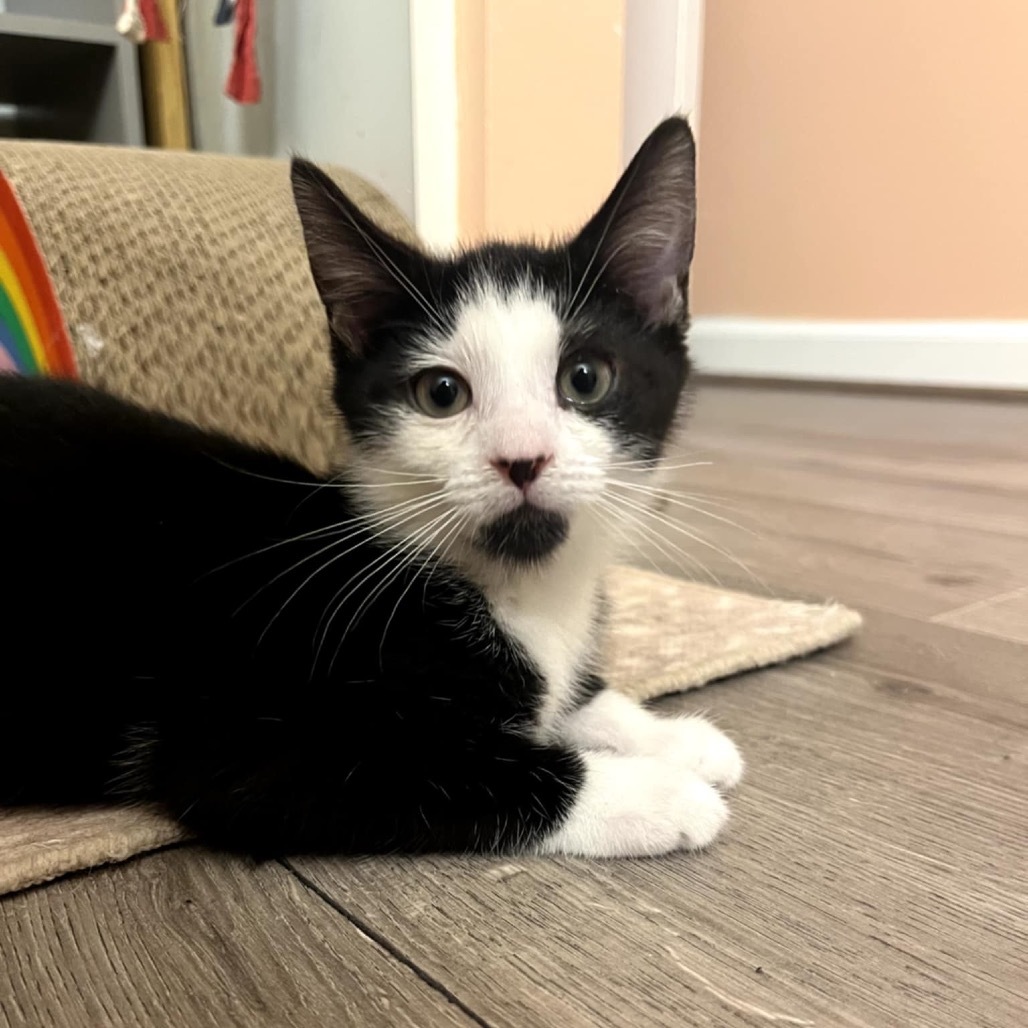 Pandora's kitten - Chaos
