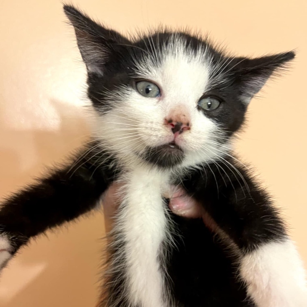 Pandora's kitten - Chaos