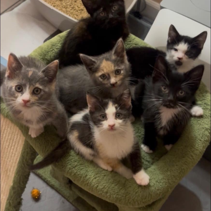 Pandora's kitten - Chaos