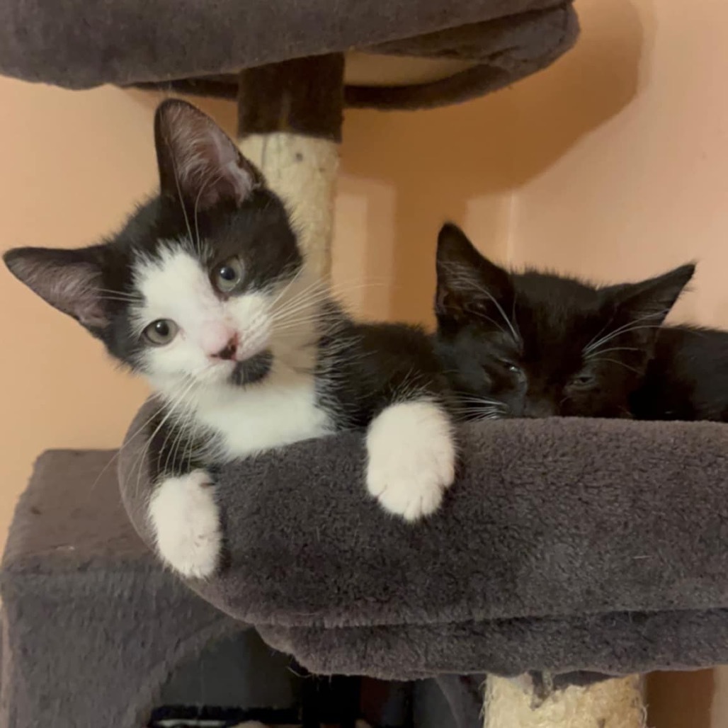 Pandora's kitten - Chaos