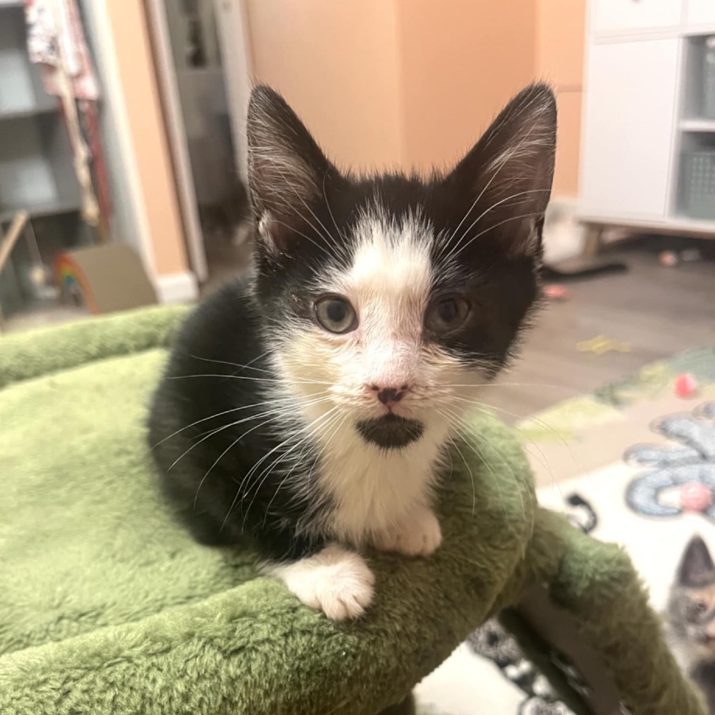 Pandora's kitten - Chaos