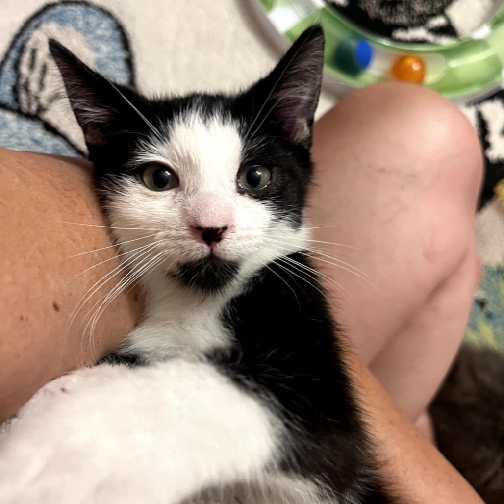 Pandora's kitten - Chaos