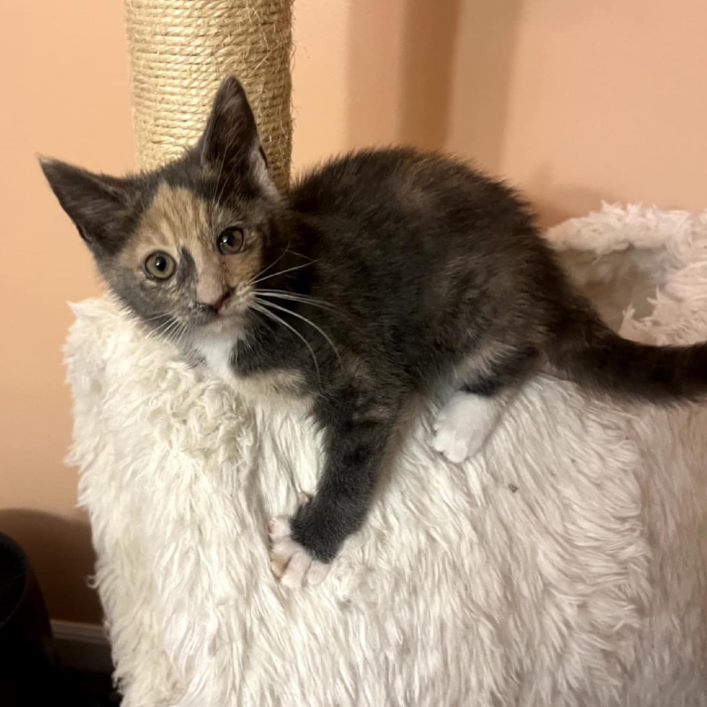 Pandora's kitten - Glee