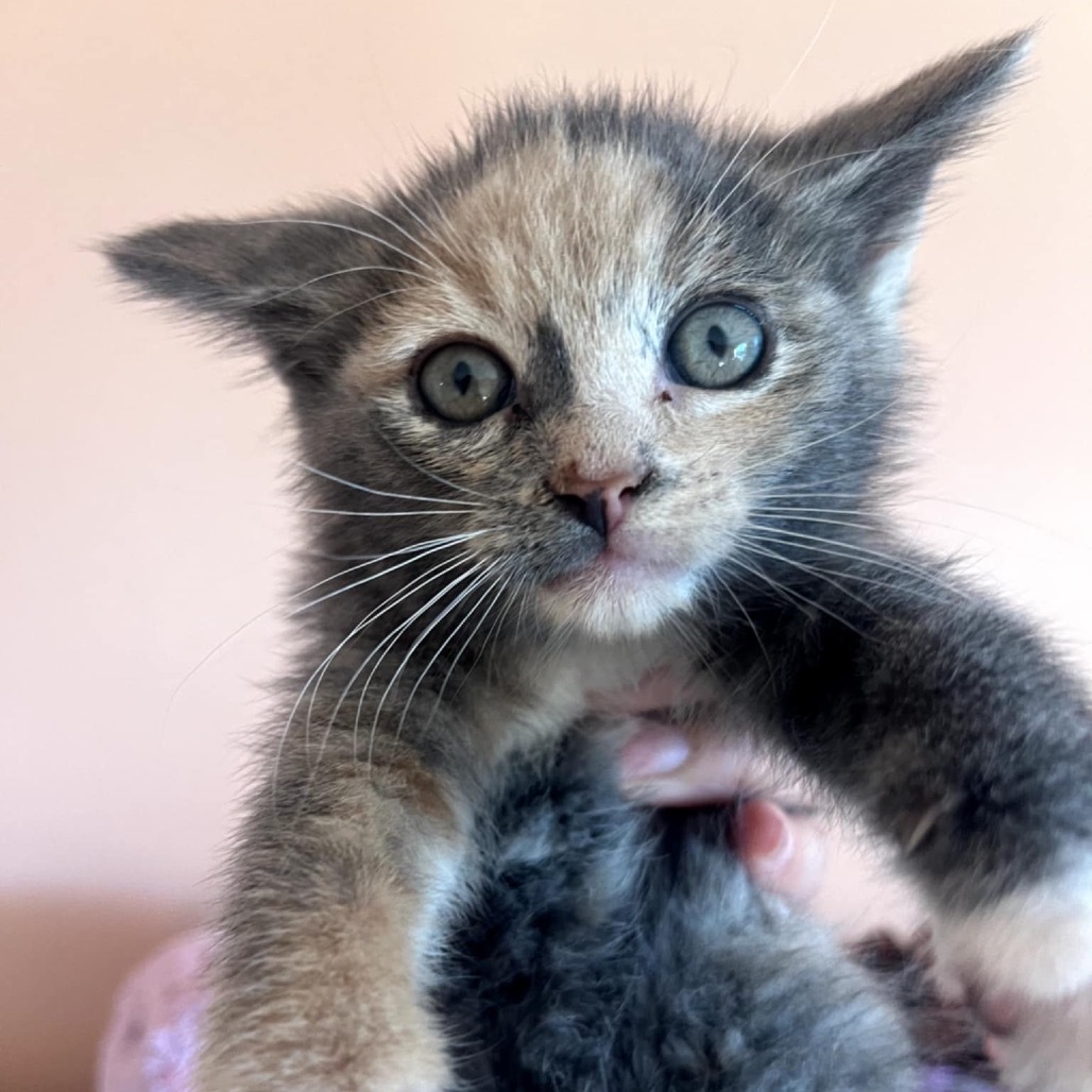 Pandora's kitten - Glee