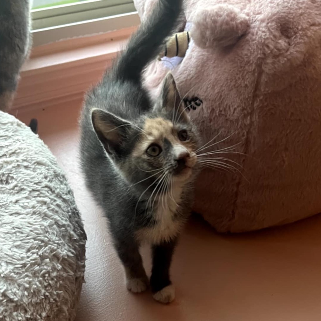 Pandora's kitten - Glee