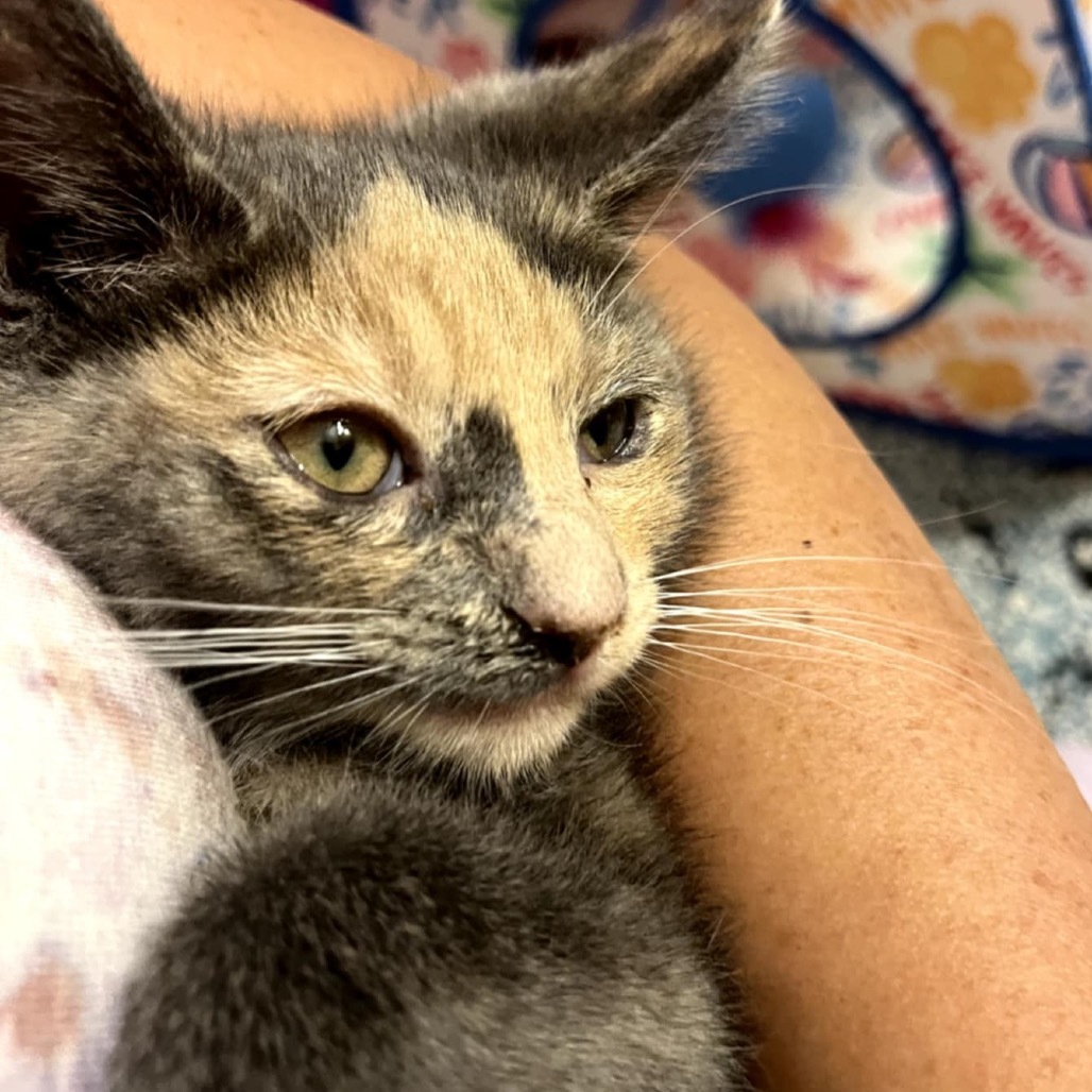 Pandora's kitten - Glee