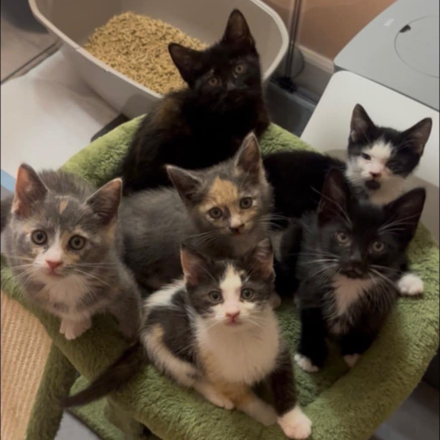 Pandora's kitten - Glee