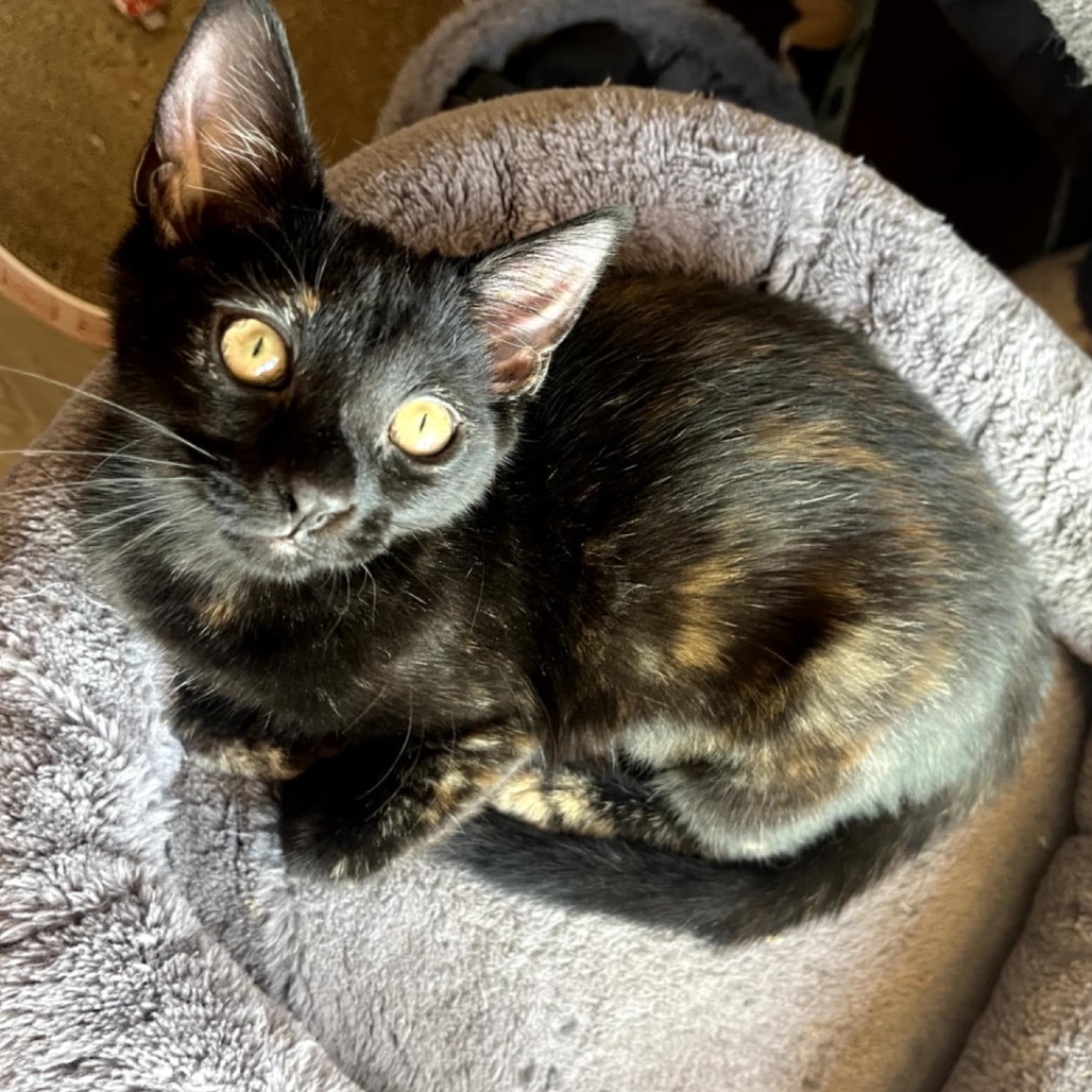 Pandora's kitten - Solace
