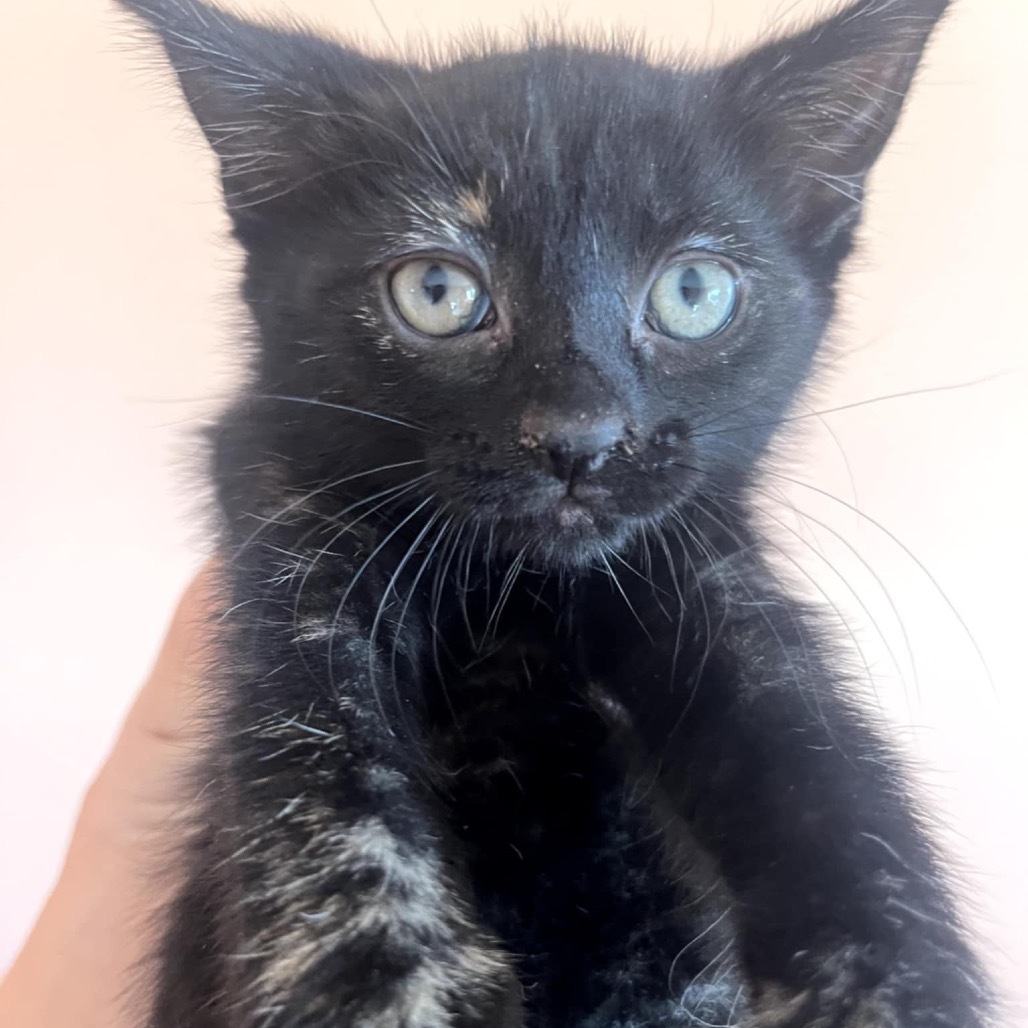 Pandora's kitten - Solace