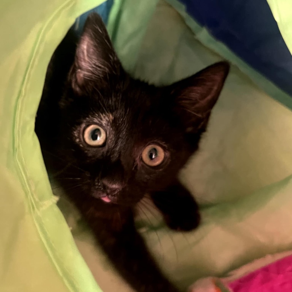 Pandora's kitten - Solace