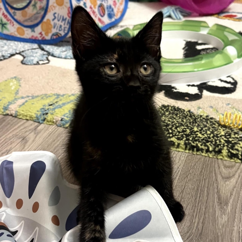 Pandora's kitten - Solace