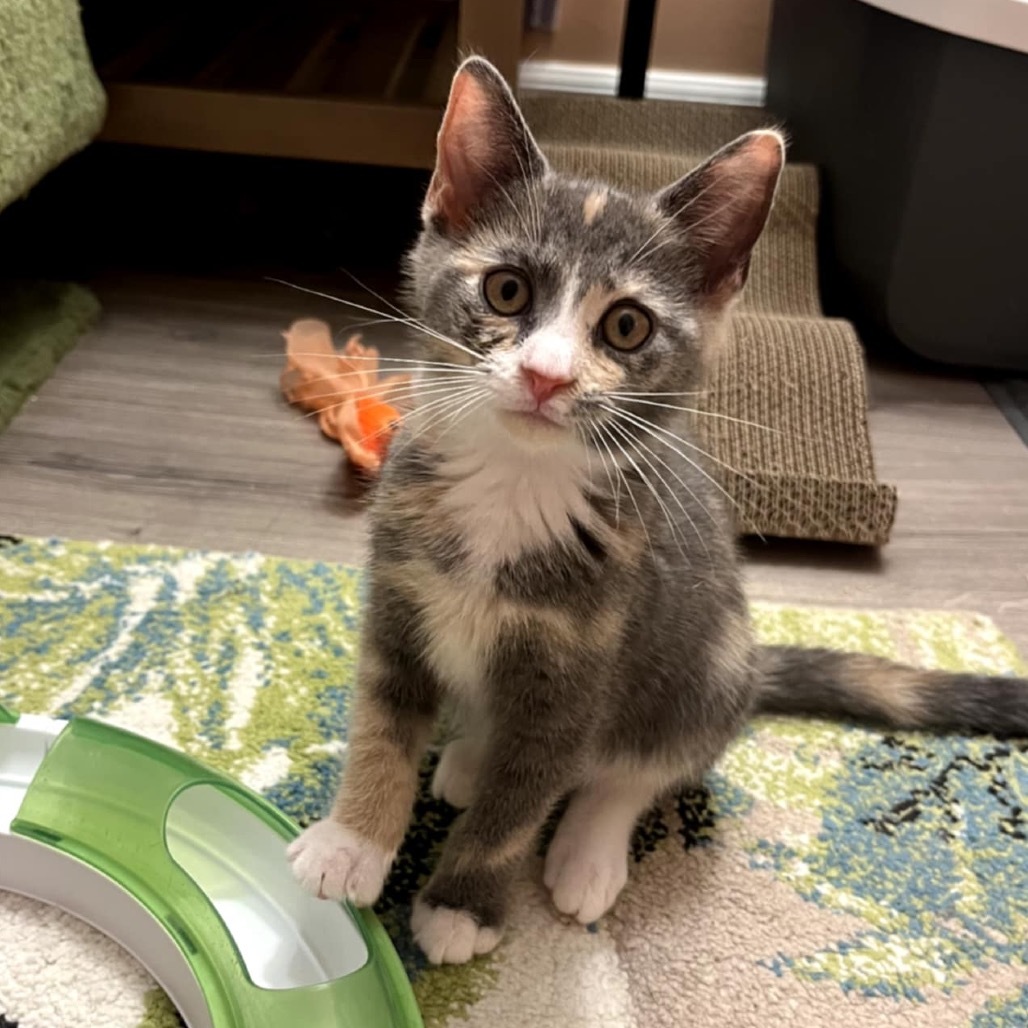 Pandora's kitten - Hope
