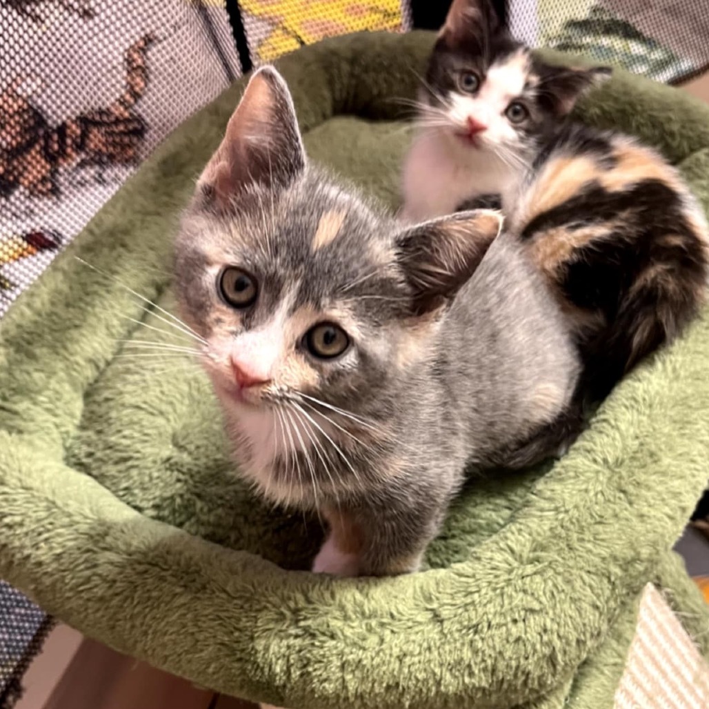 Pandora's kitten - Hope