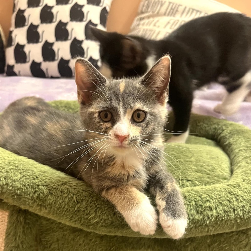 Pandora's kitten - Hope