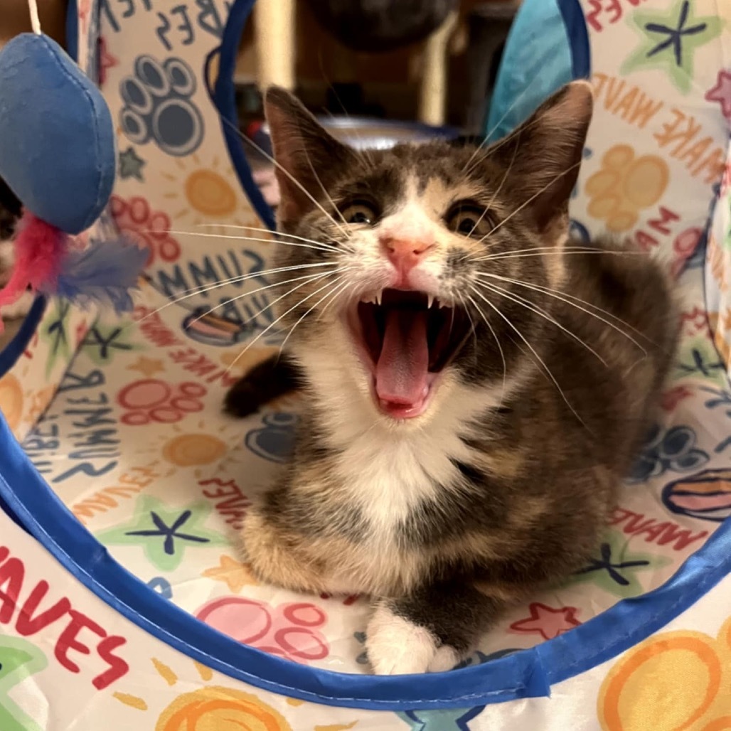 Pandora's kitten - Hope