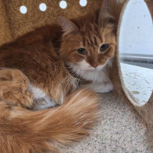 Baileys, Adult Female unknown