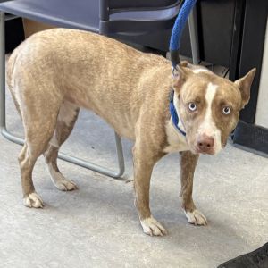 Tippy, Adult Female unknown