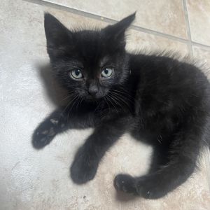 Jasmine, Baby Female unknown