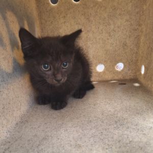 Midnight Raine, Baby Male unknown