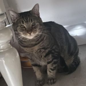 Benson, Adult Male unknown
