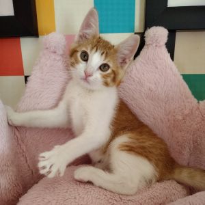 Meet Arnold Creamsicle Arnold Creamsicle isnt just a kitten - hes a whole vibe The biggest of his