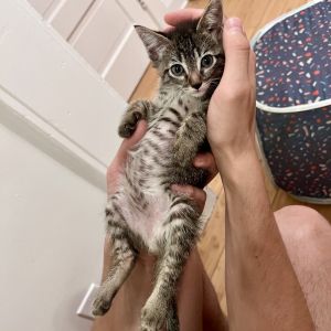 The only thing Jelly loves more than mealtime is falling asleep in your lap and purring after shes 