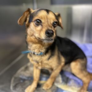 Max Chihuahua Dog