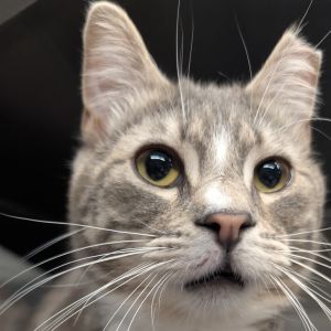 Mackerel Domestic Short Hair Cat
