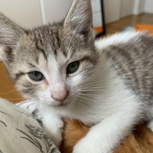Jax is a very sweet and affectionate little man He loves cuddling up to you and purrs very loud whe