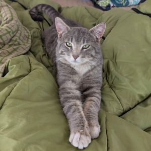 Cookie is a very sweet and rambunctious kitty He walked into his foster parents camper even though