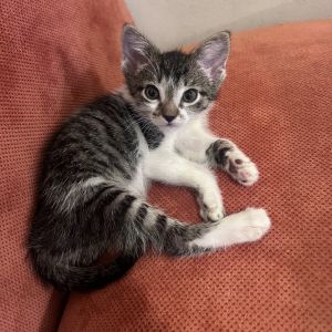 Juniper Junie is a sweet chatty girl who wants nothing more than to sleep on your lap and purr S