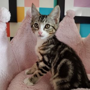 Introducing Hermes the tabby troubadour with a lot to say and zero plans to stop talking anytime so