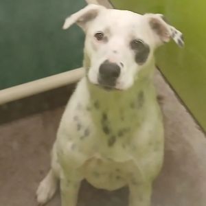 Loves Frisbee Water Housetrained w Doggy Door Hates the lawn mower and weed whacker