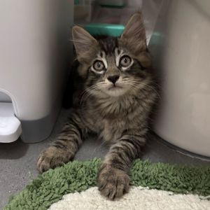 Rocky Domestic Long Hair Cat