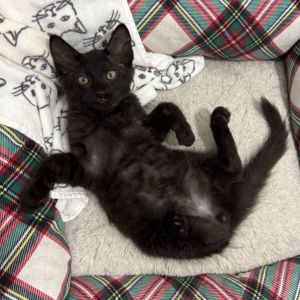 Smokey Domestic Short Hair Cat